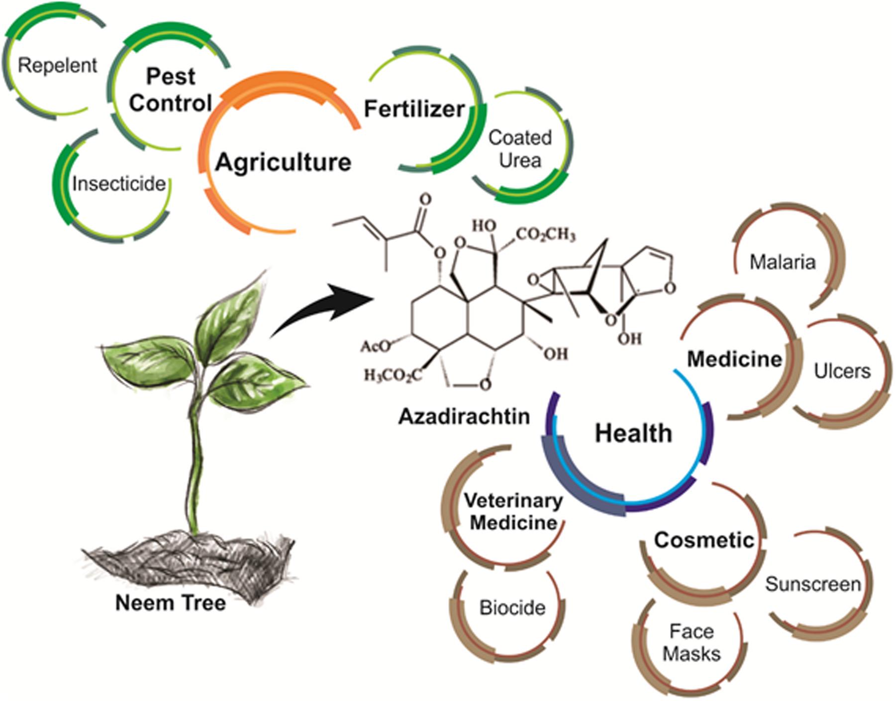 Neem Tree